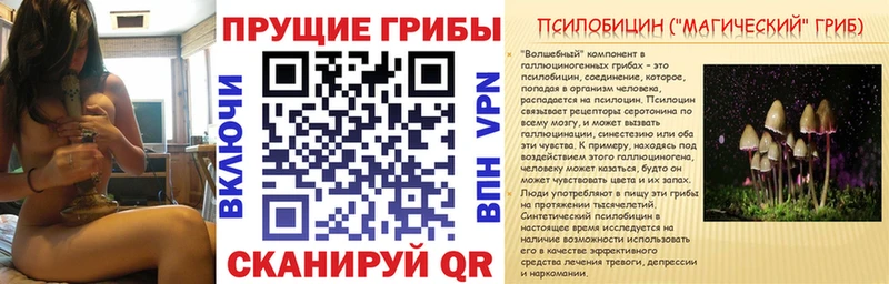 Галлюциногенные грибы Psilocybe  Староминская 